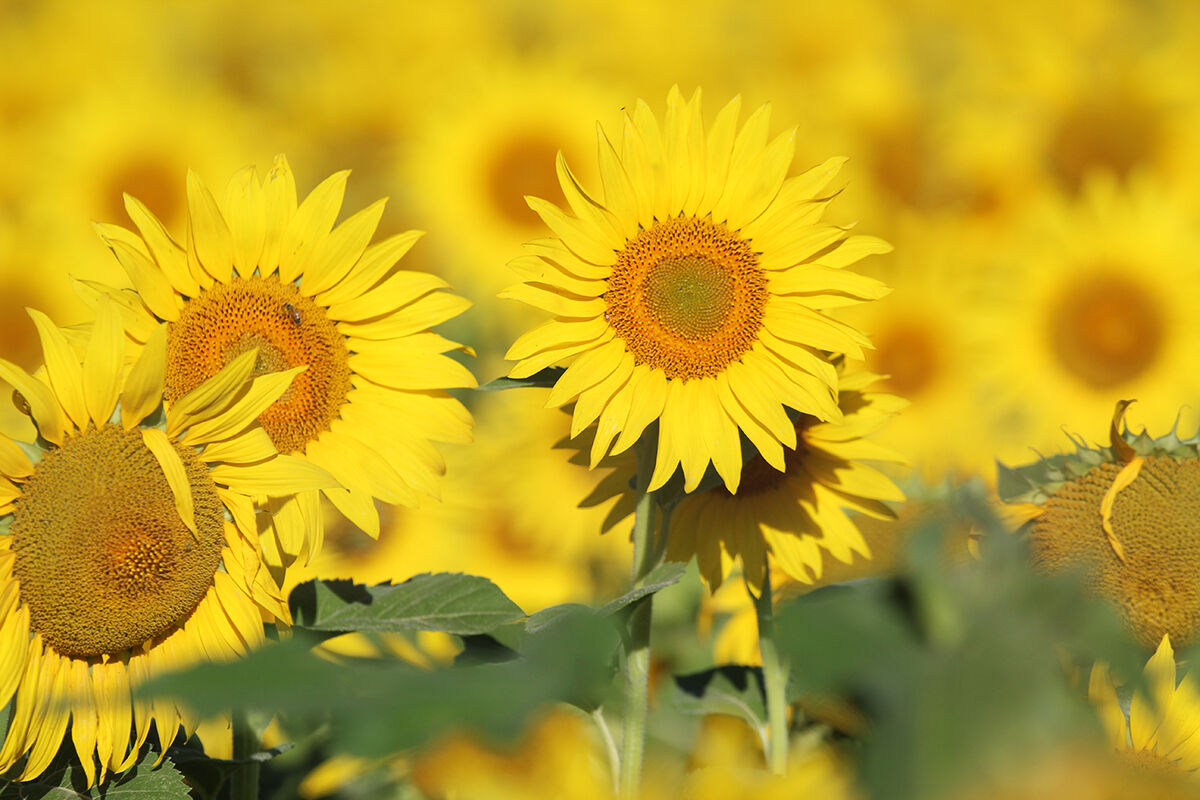 PHOTOS- Sunflowers north of Montrose 20200730877.jpg